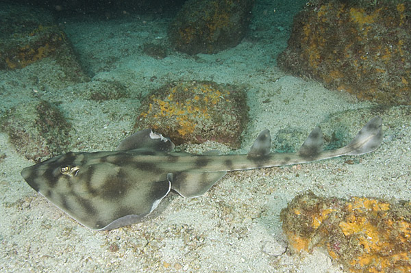 Zapteryx exasperata (Pesce chitarra)